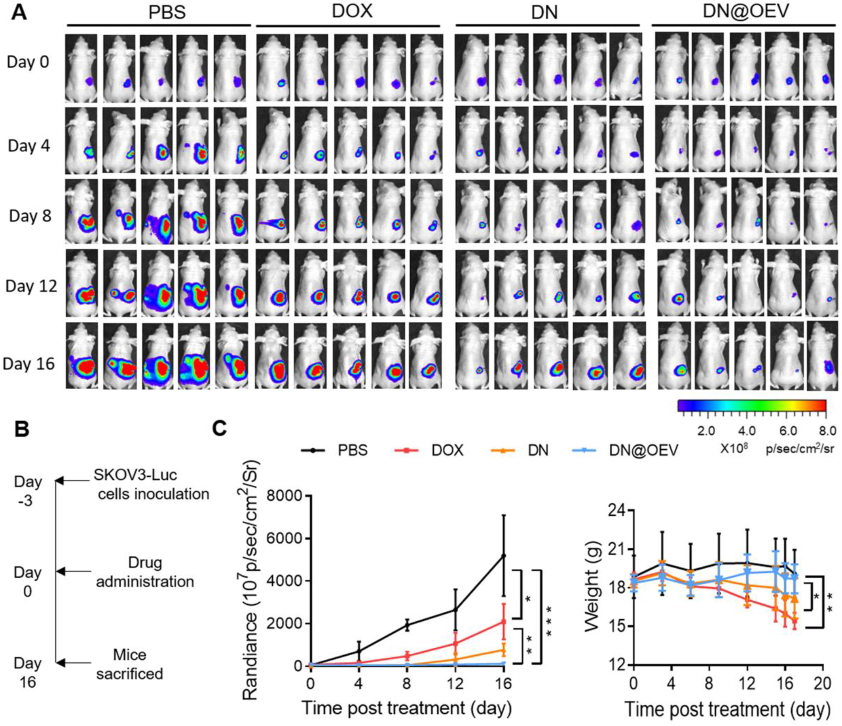 Bioluminescent imaging and tumor inhibition data showing the therapeutic effect of DN@OEV in SKOV3 ovarian cancer xenograft mice.